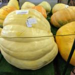 State's largest pumpkin at 971.5 pounds